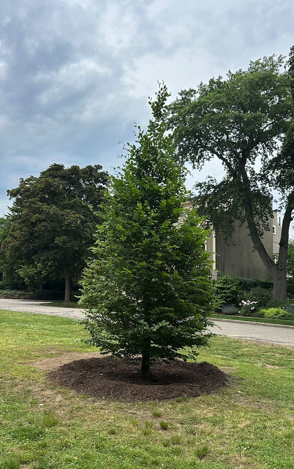 Young European Beech tree newly planted along Chatham Street