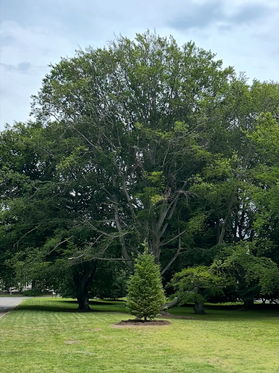 Young Fagus sylvatica tree planted near Longwood Mall